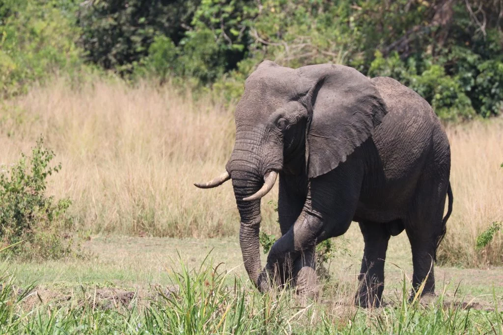 Wandelende-olifant