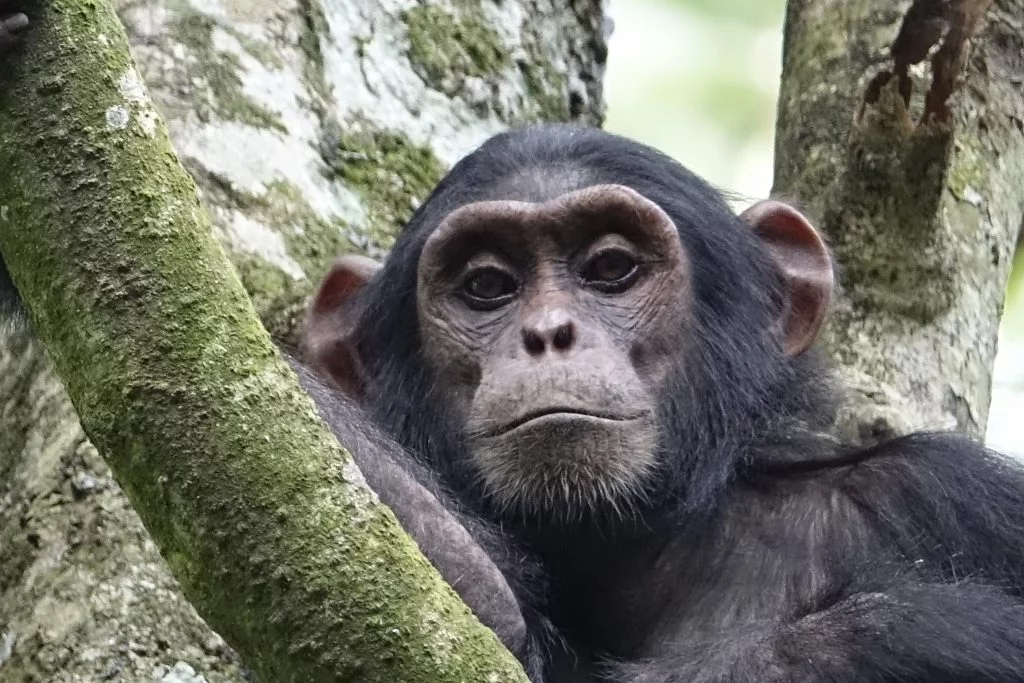 chimpansee Oeganda