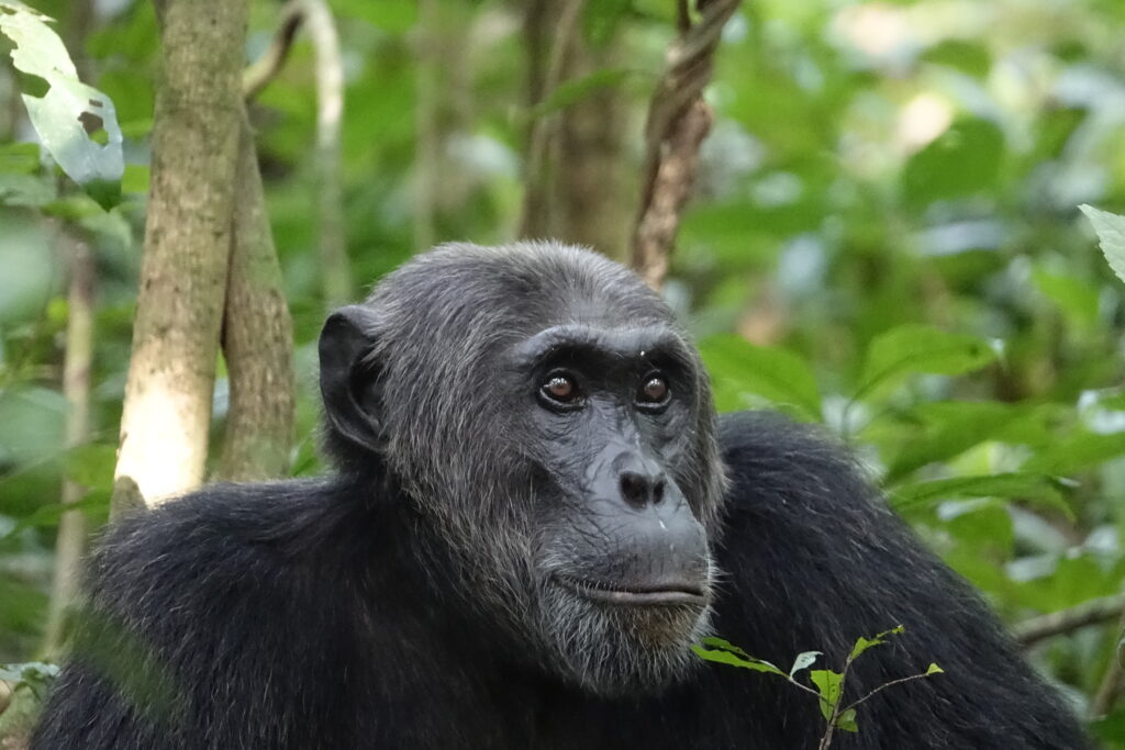 chimpansee in kalinzu Forest