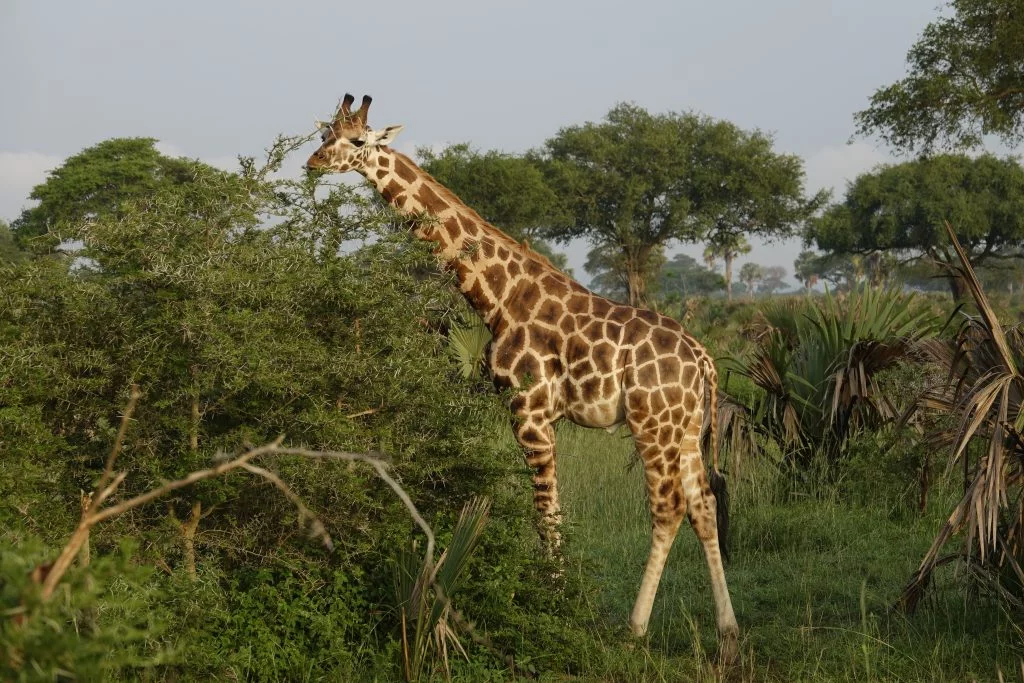 etende giraf Oeganda