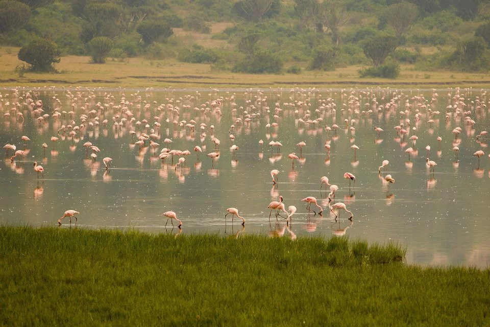 flamingos in Oeganda