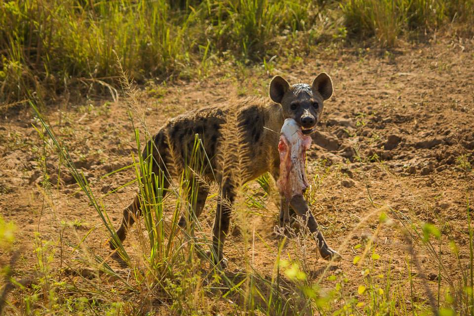 hyena Oeganda