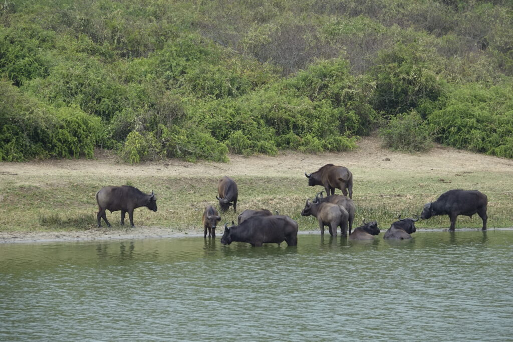 kudde drinkende buffels kazinga