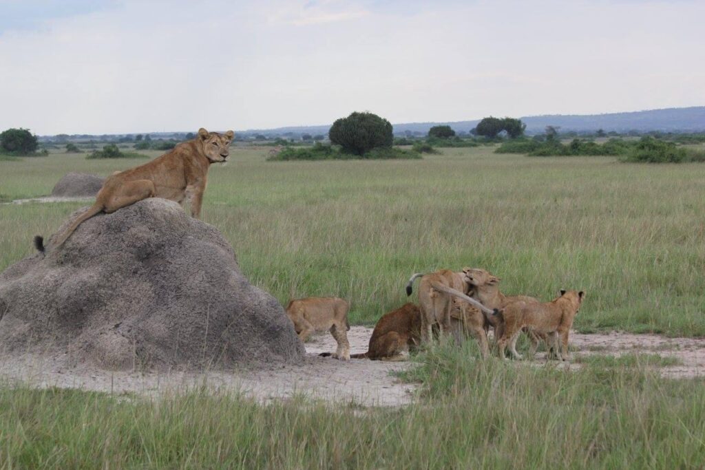 leeuwenfamilie Oeganda