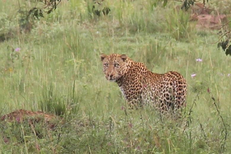 luipaard nationaal park Oeganda