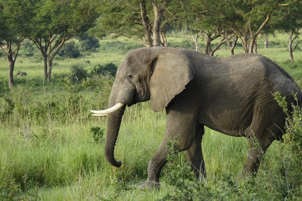 wandelende olifant Oeganda