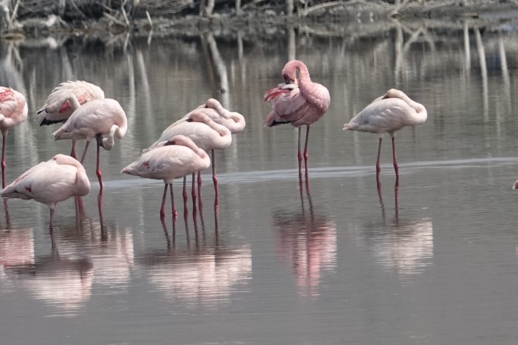 flamingos oeganda
