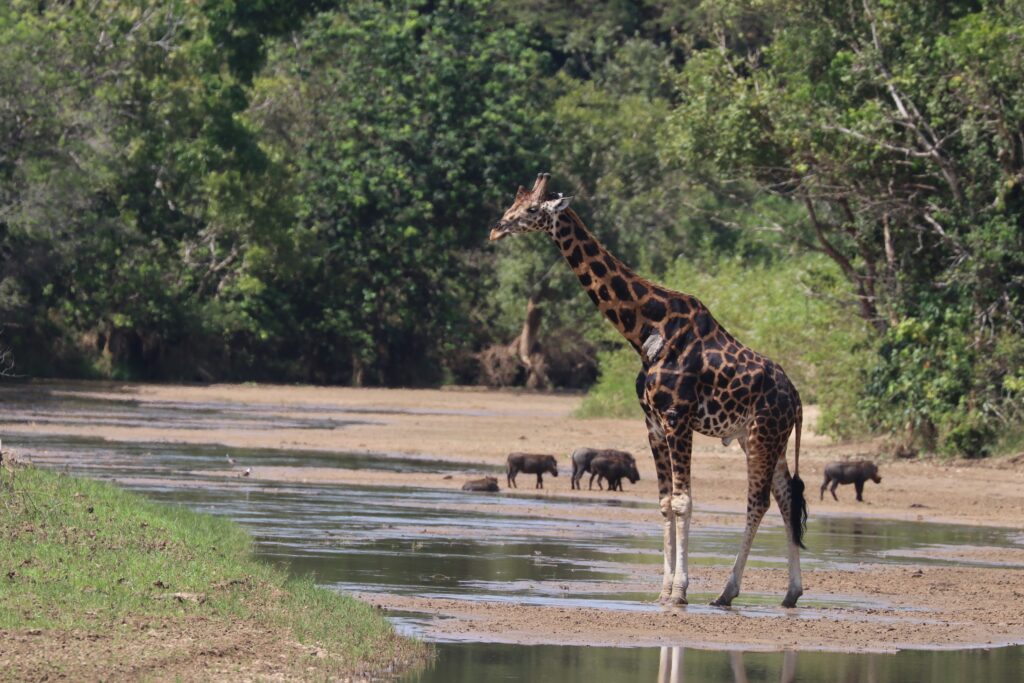 giraf nationaal park oeganda