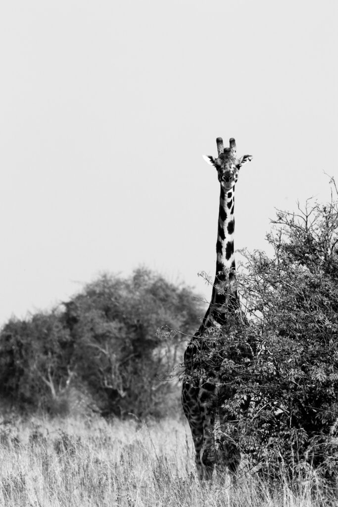 giraf zwart wit