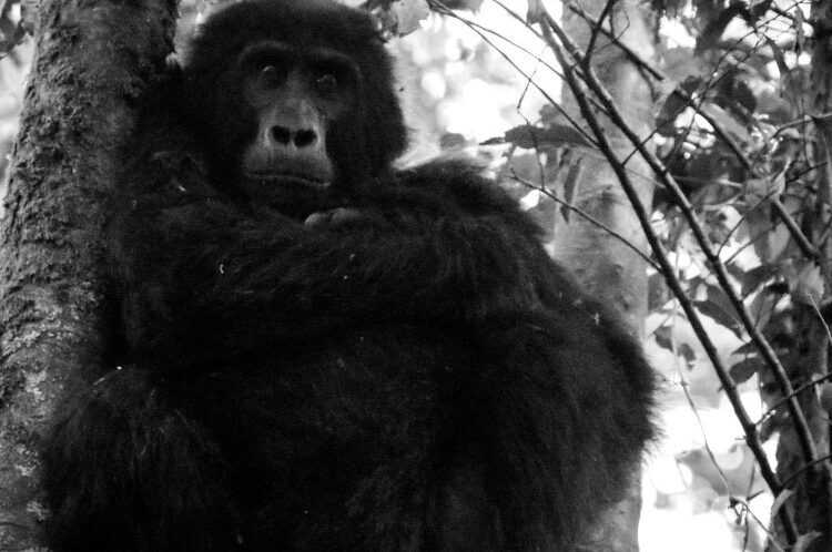 gorilla in boom zwart wit e1638565844582