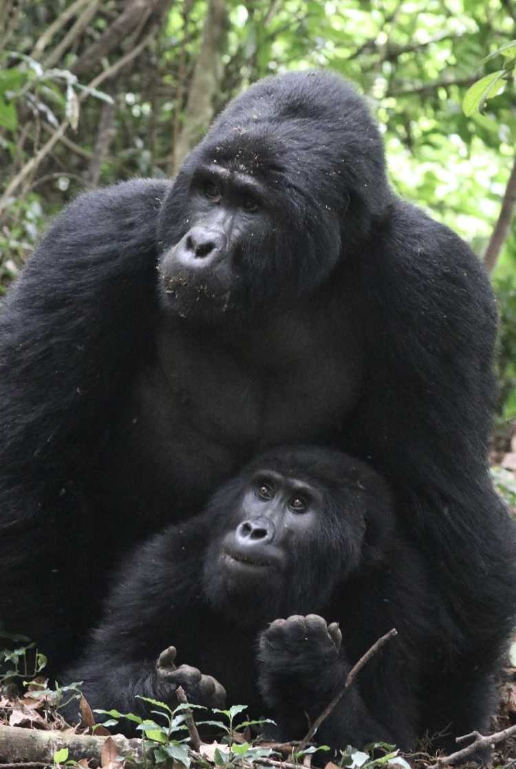 gorilla met jong