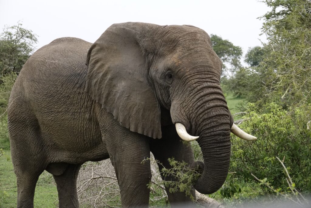 grote olifant slagtanden