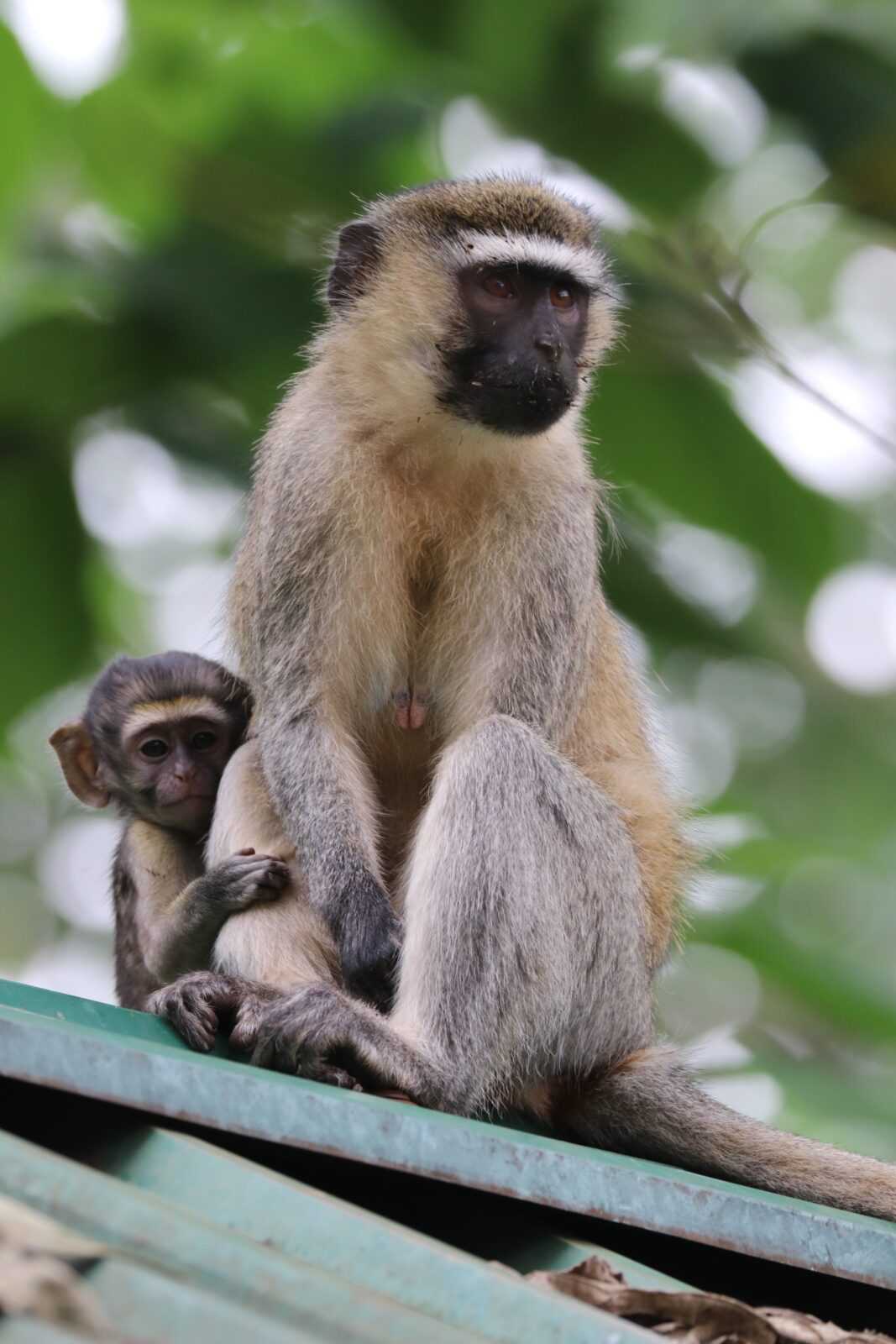 moeder aap en jong