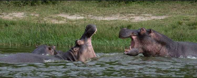 nijlpaarden in actie