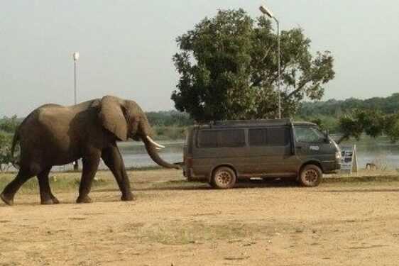 olifanten bij safari voertuig e1639477250209