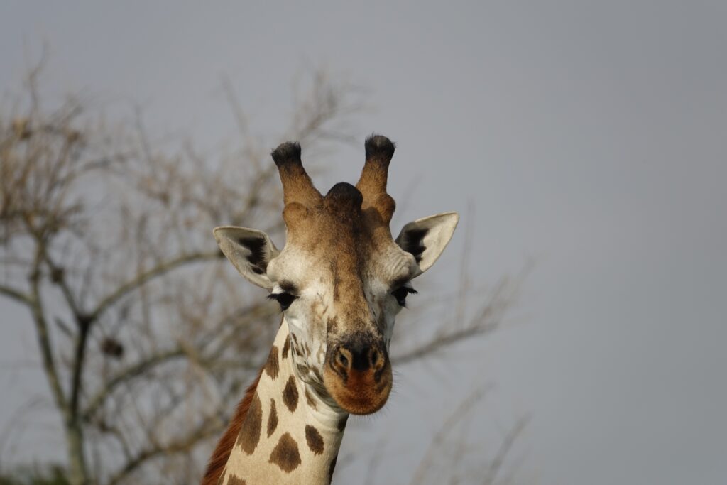 profielfoto giraf
