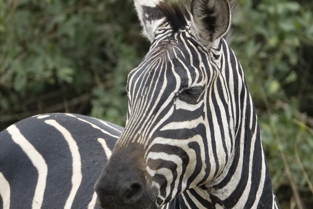 zebra oeganda