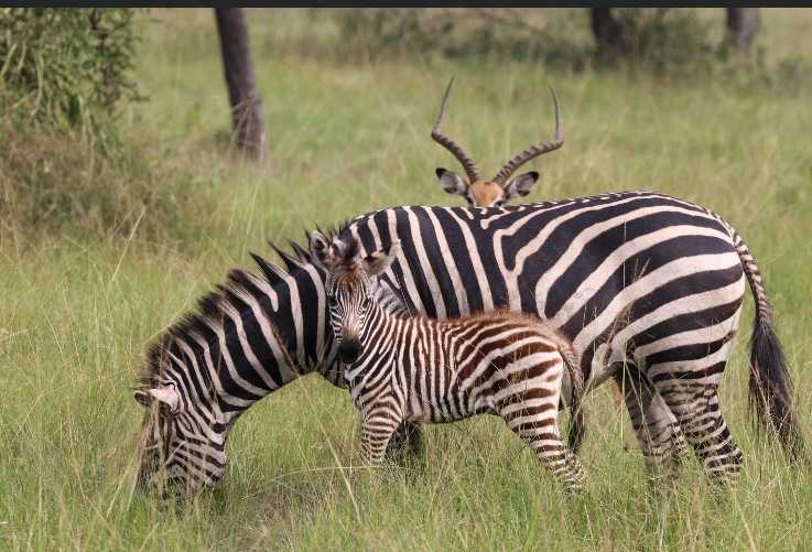 zebras en antilope