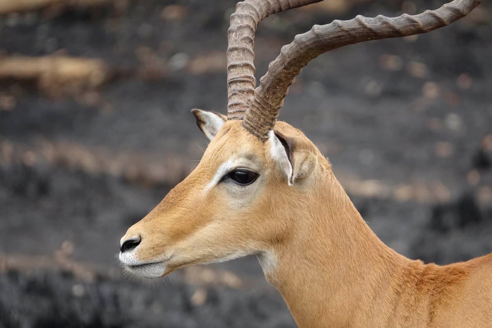 zijaanzicht-impala-lake-mburo