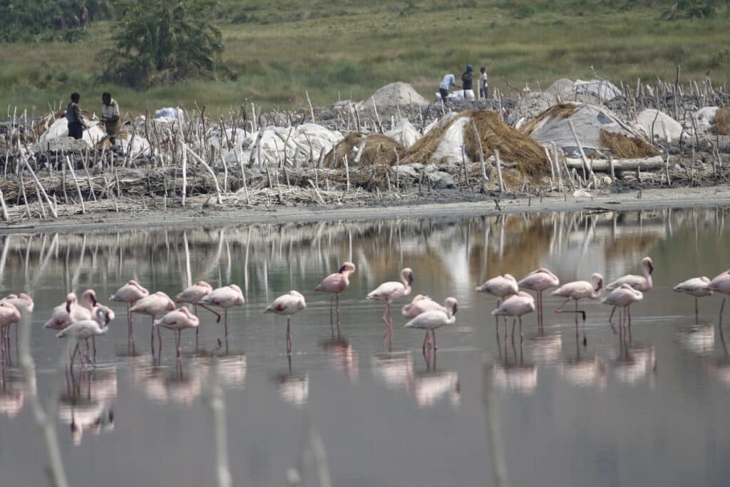 Flamingos-Katwe