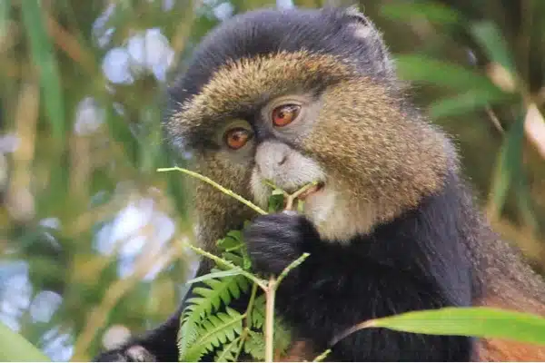 Golden-monkey-Uganda