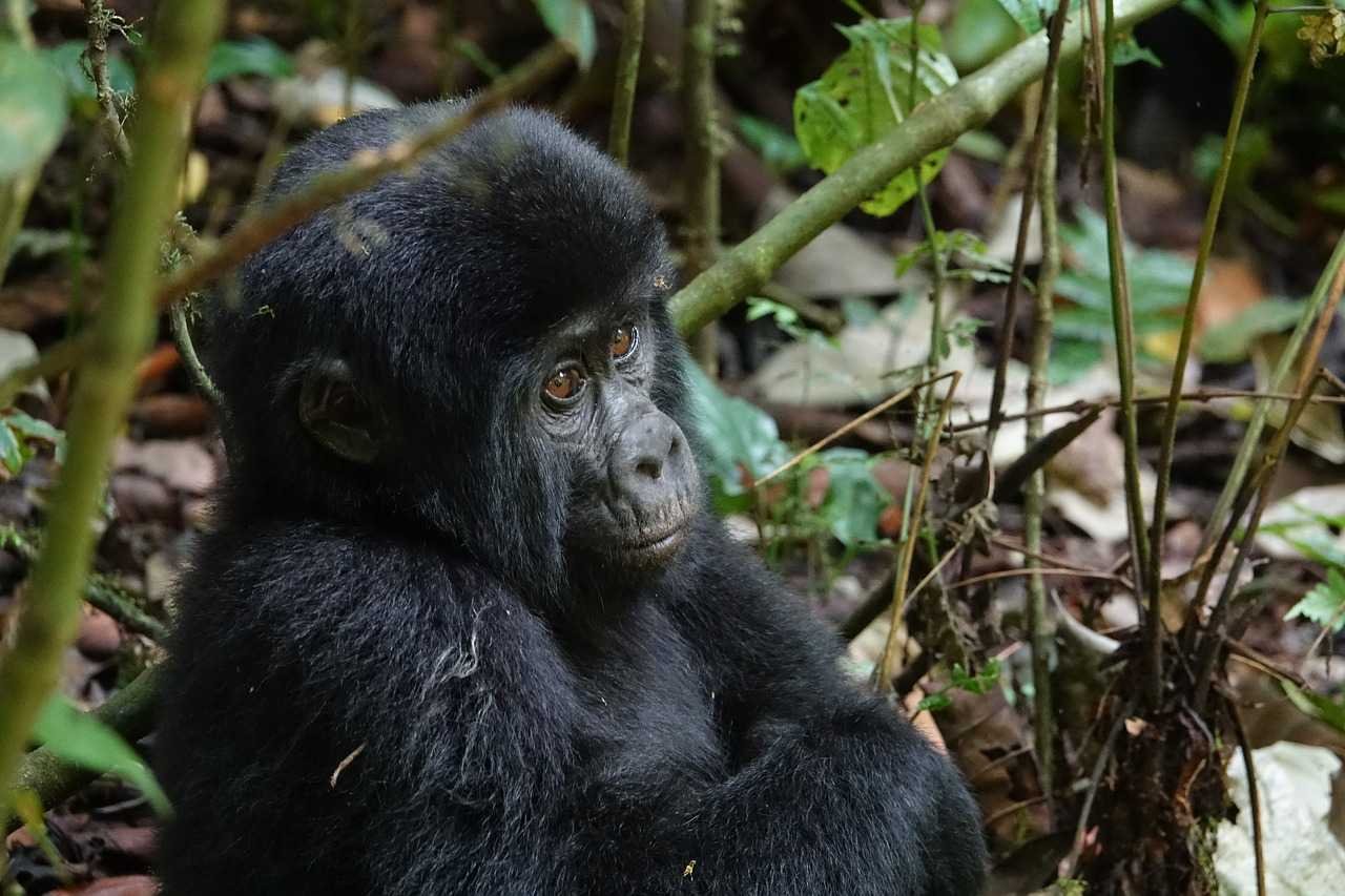 Gorilla-in-Bwindi