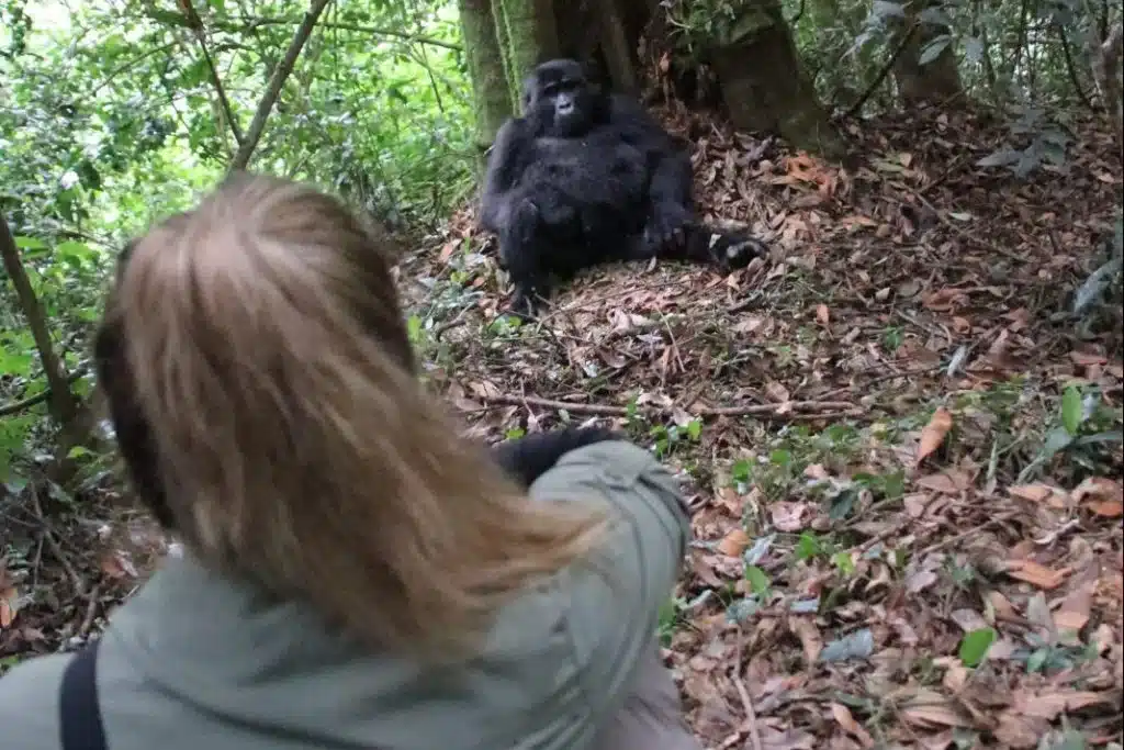 Toerist-vlakbij-gorilla