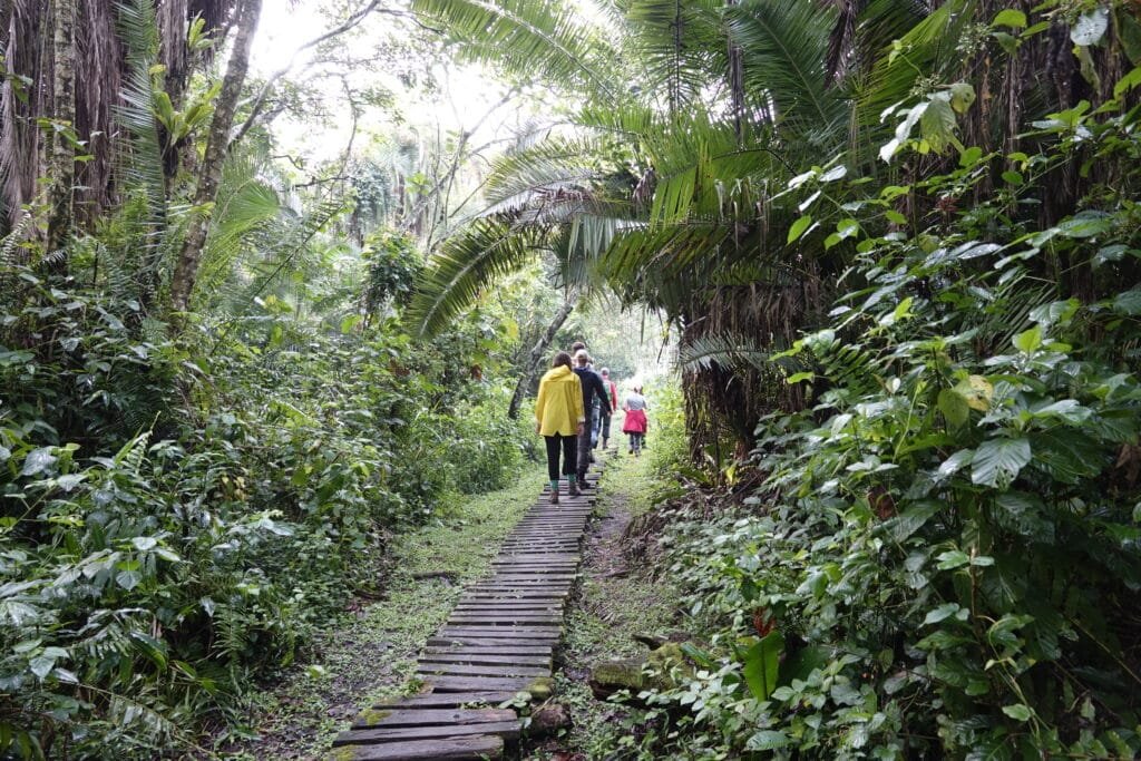 Wandeling-Kibale-Forest-Oeganda
