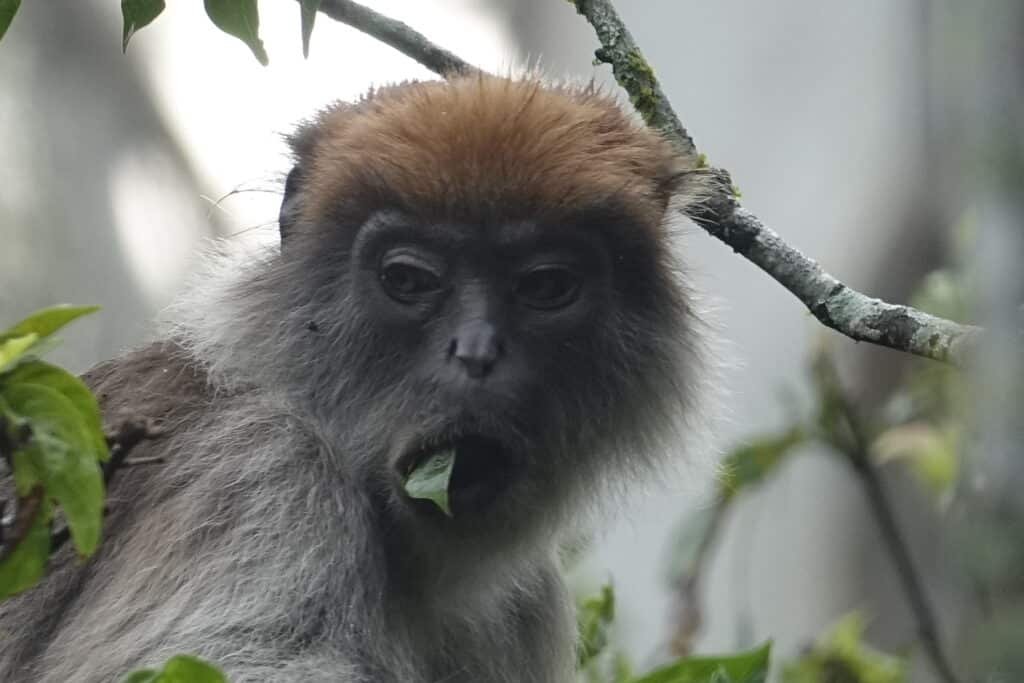 aapje-Kibale-forest