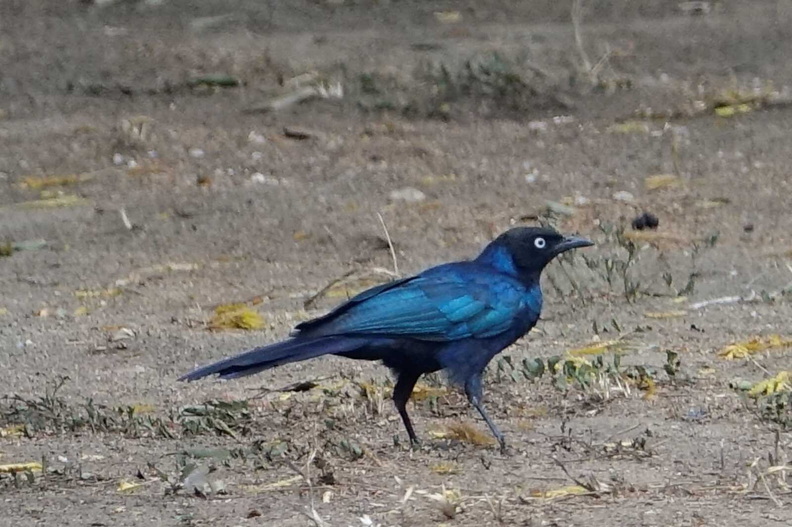 blauwe-spreeuw-oeganda