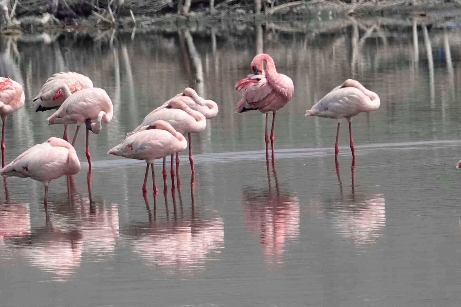 flamingos-oeganda