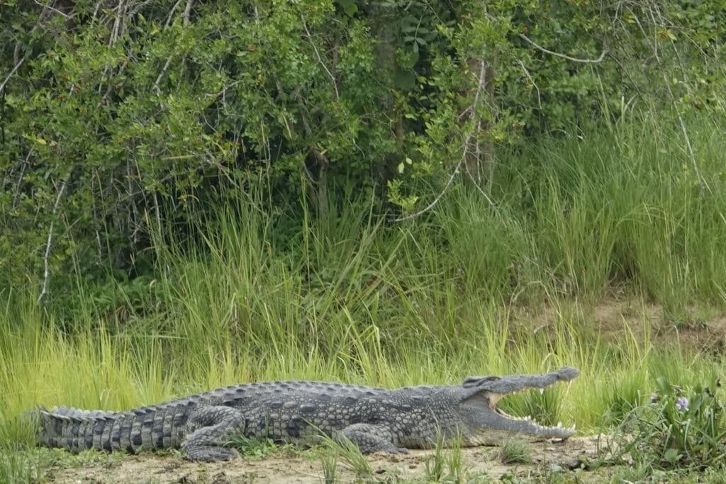 gigantische-krokodil