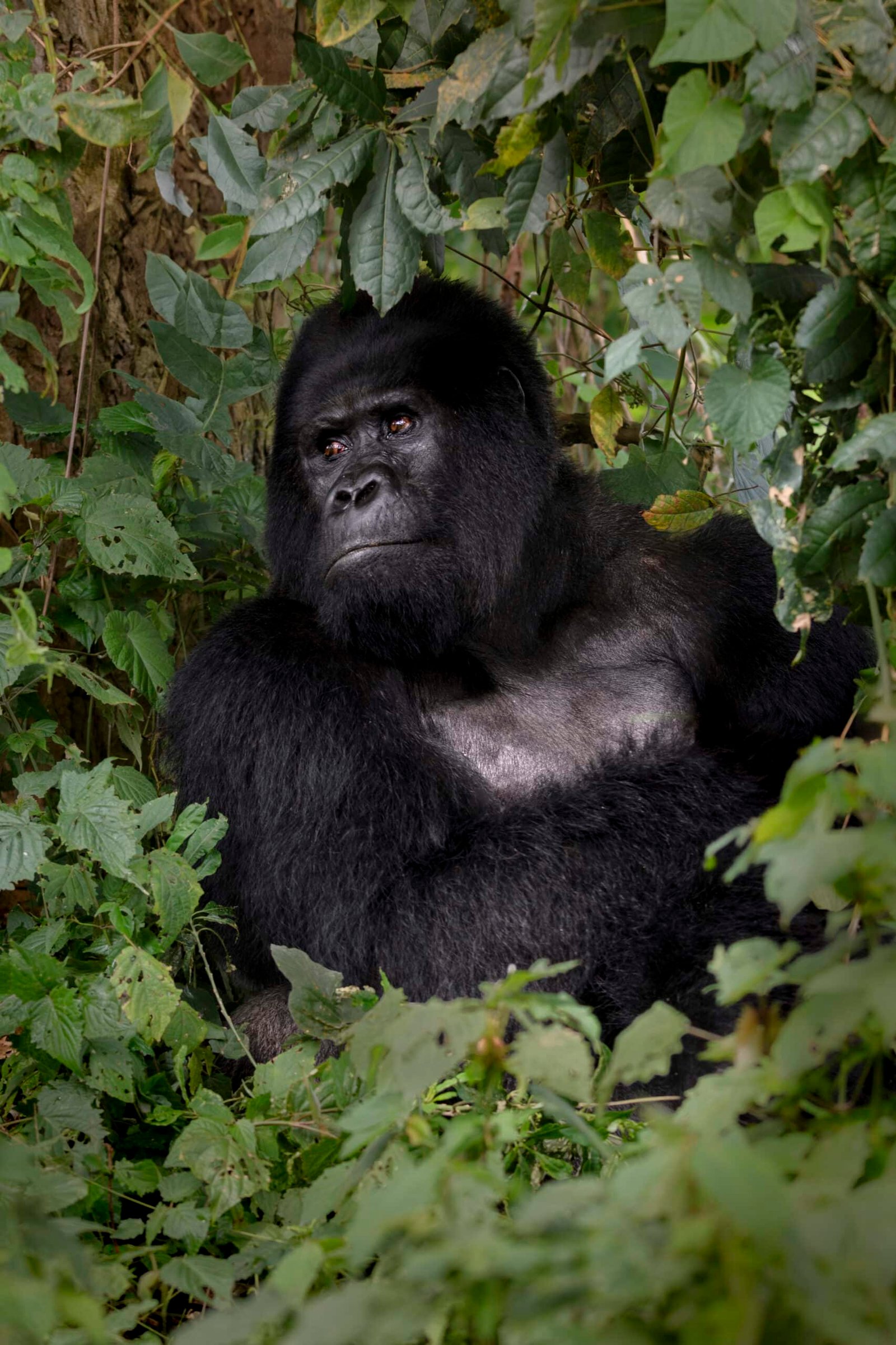 gorilla-in-bwindi-tussen-bladeren