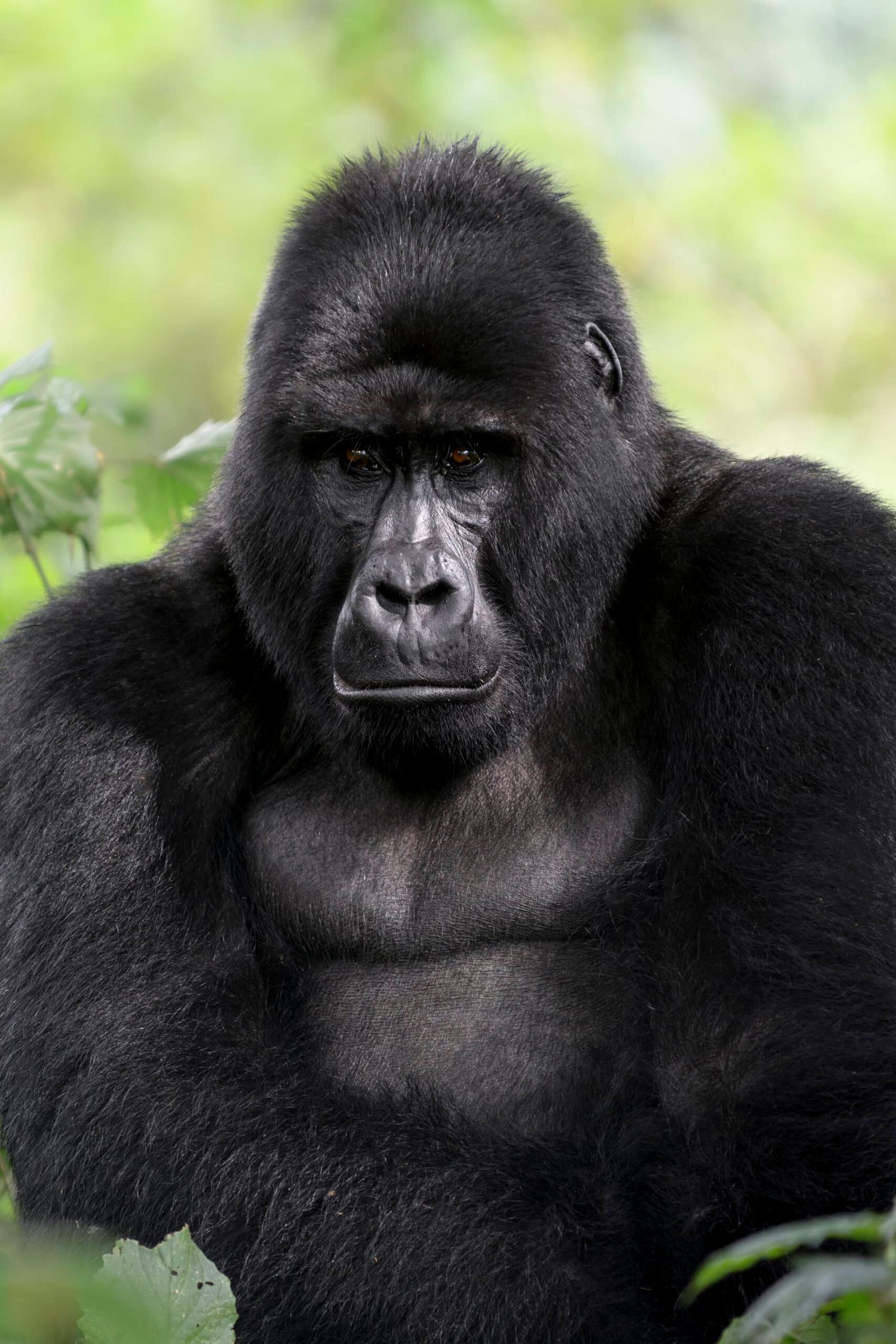 grote-gorilla-bwindi