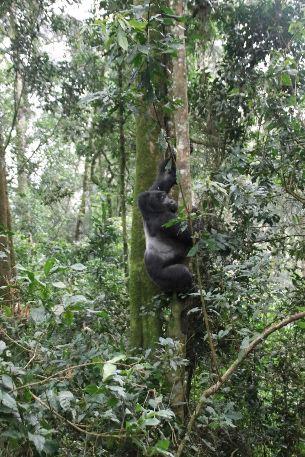 klimmende-gorilla