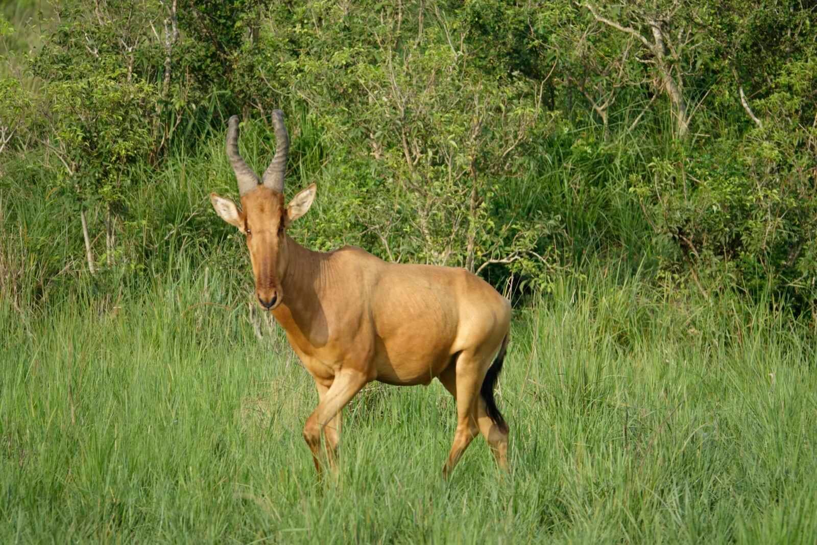 koe-antilope-oeganda