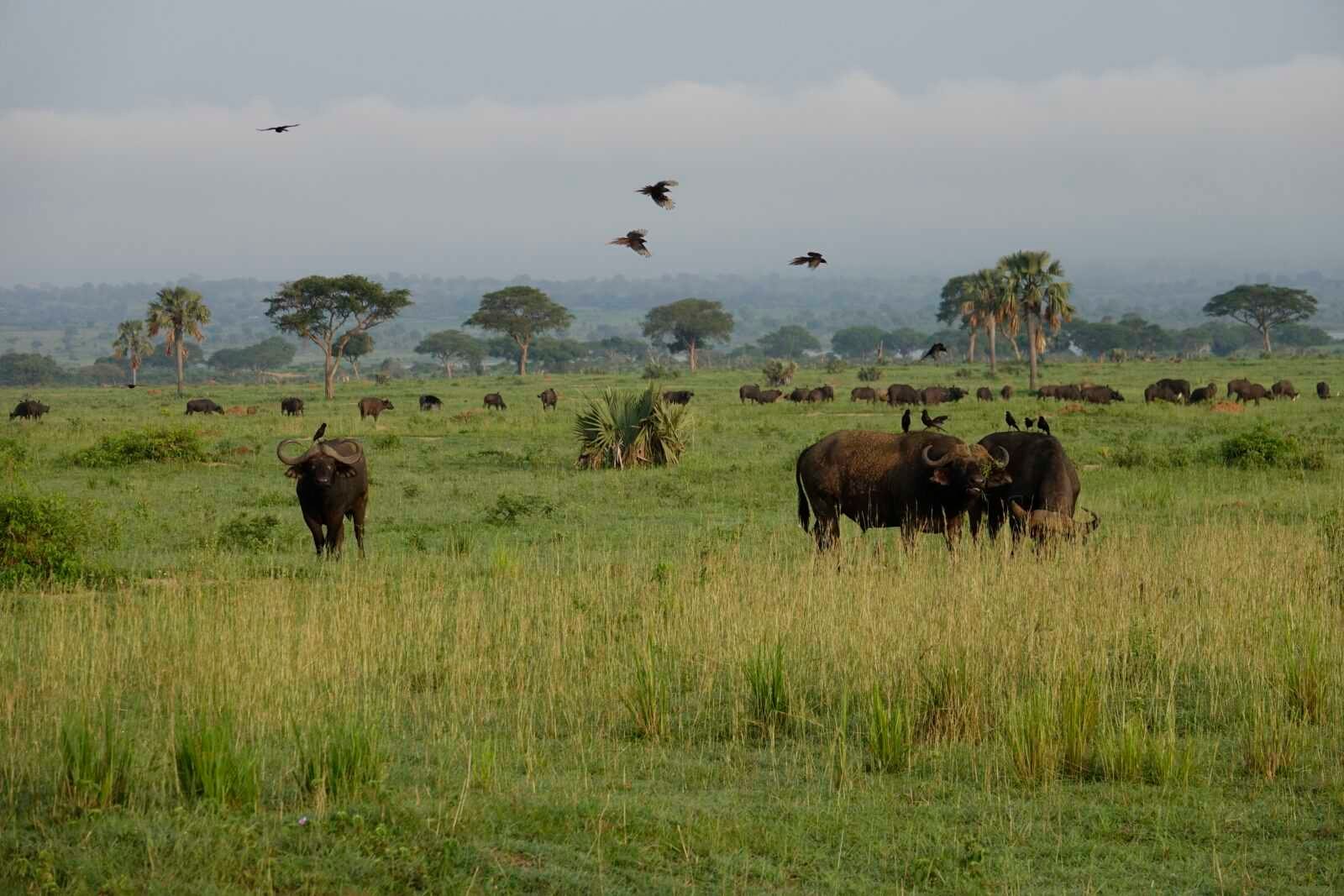 kudde-buffels-oeganda