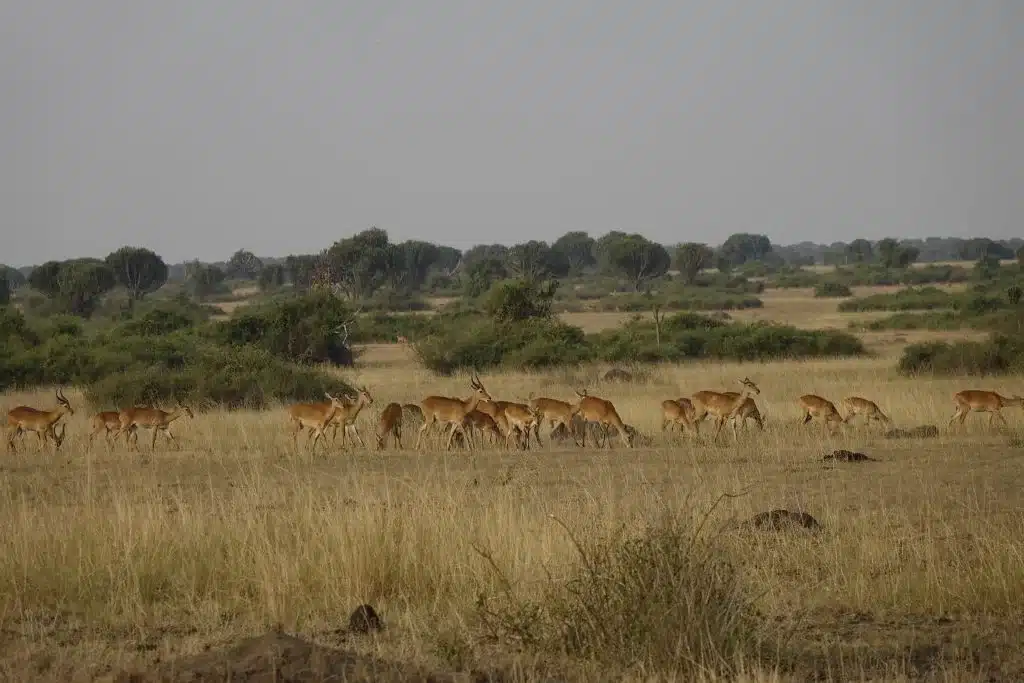 kudde-impalas-Queen-Elizabeth-National-Park
