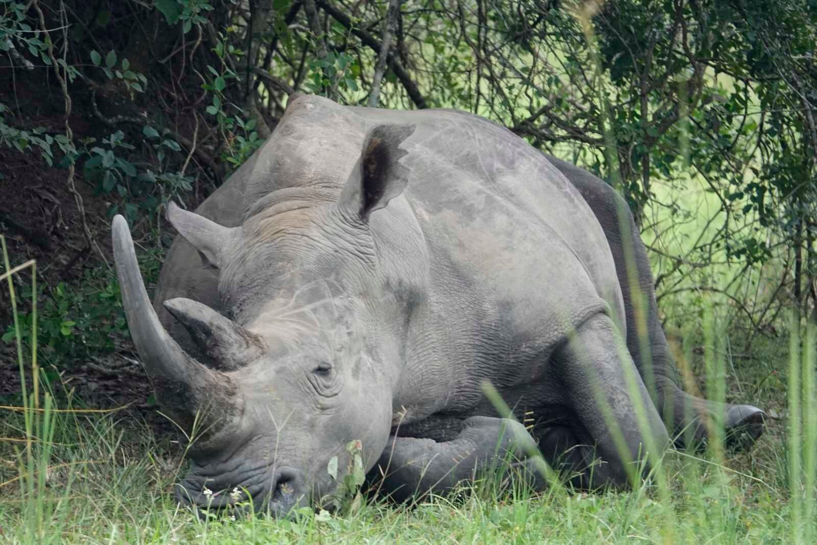 liggende-neushoorn-ziwa