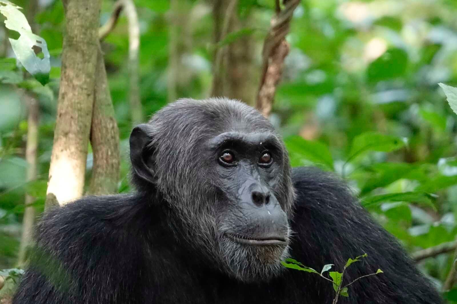 mooie-foto-chimpansee