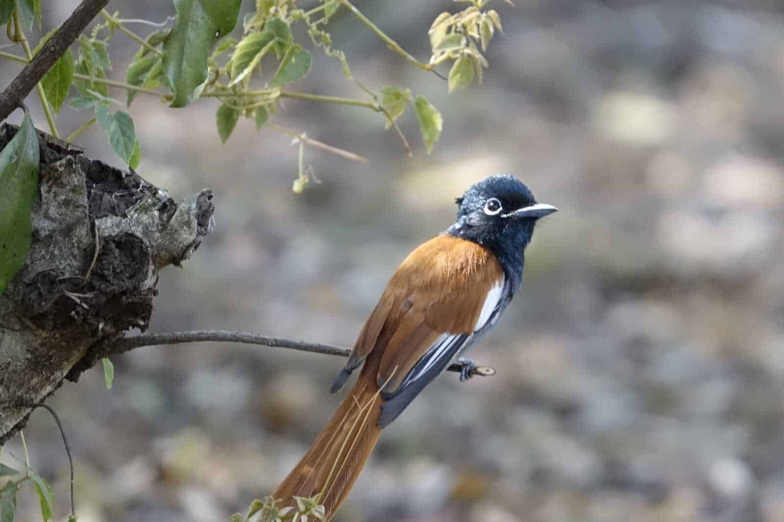 prachtige-vogel-oeganda