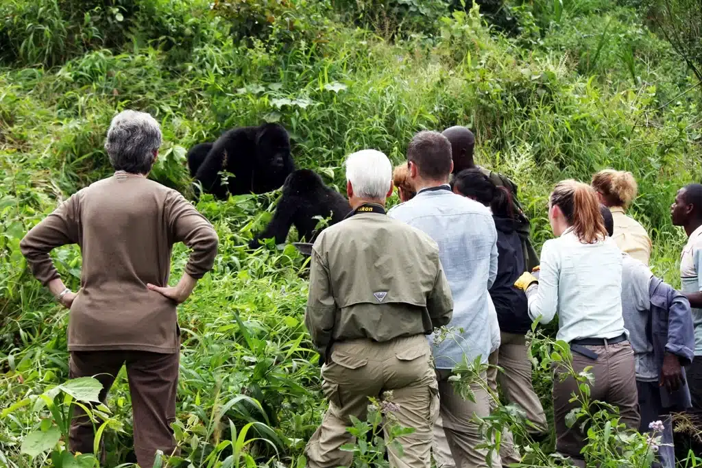 toeristen-bezoeken-gorilla's-in-bwindi