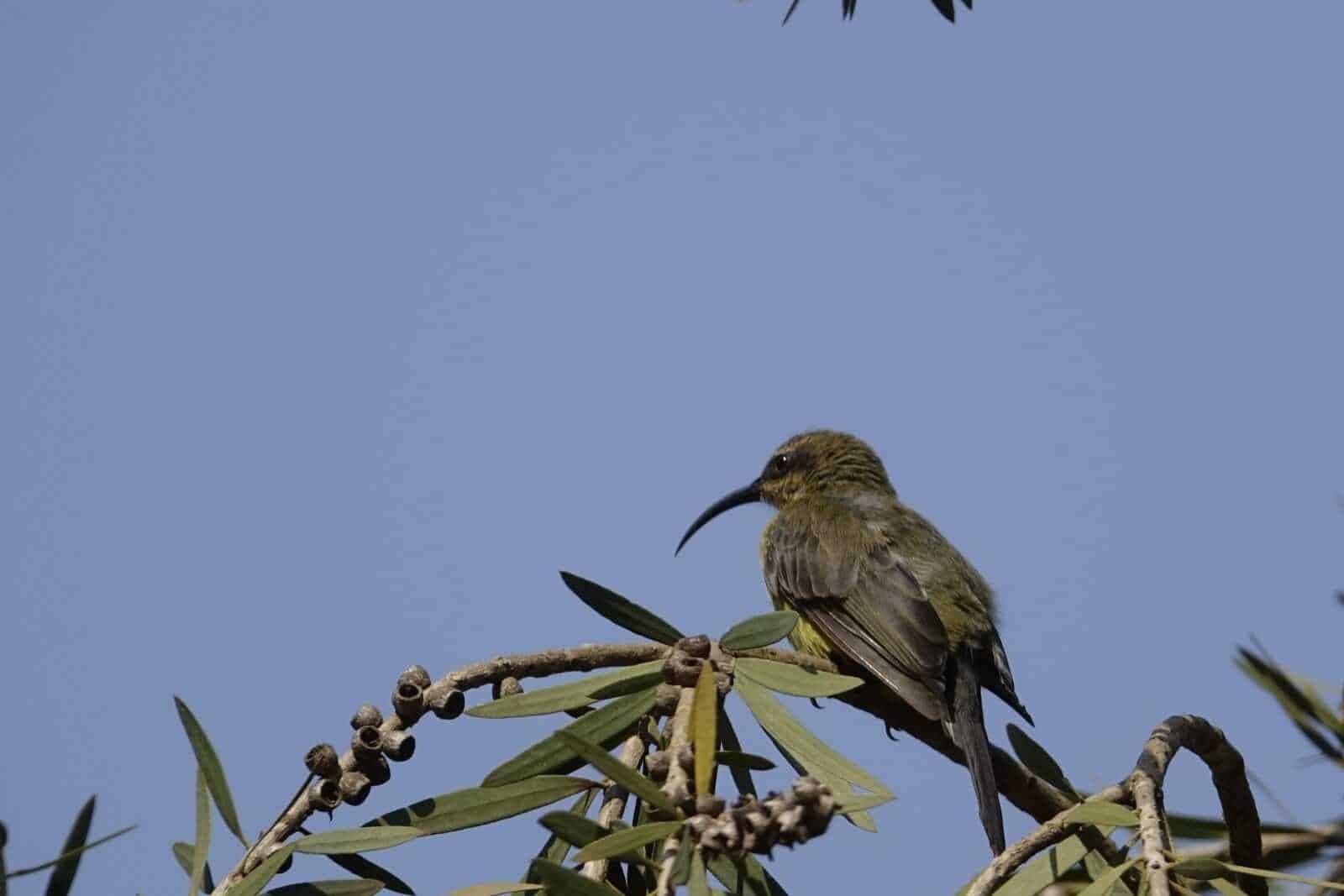 vogeltje-oeganda0