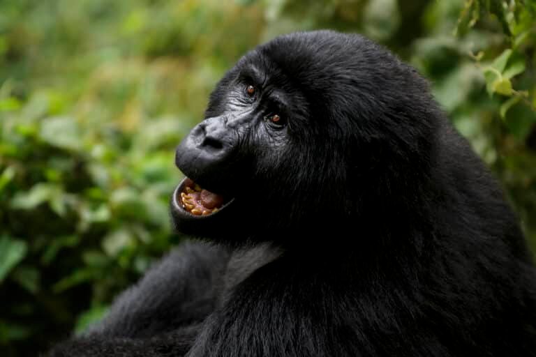Gorilla trekking in Bwindi