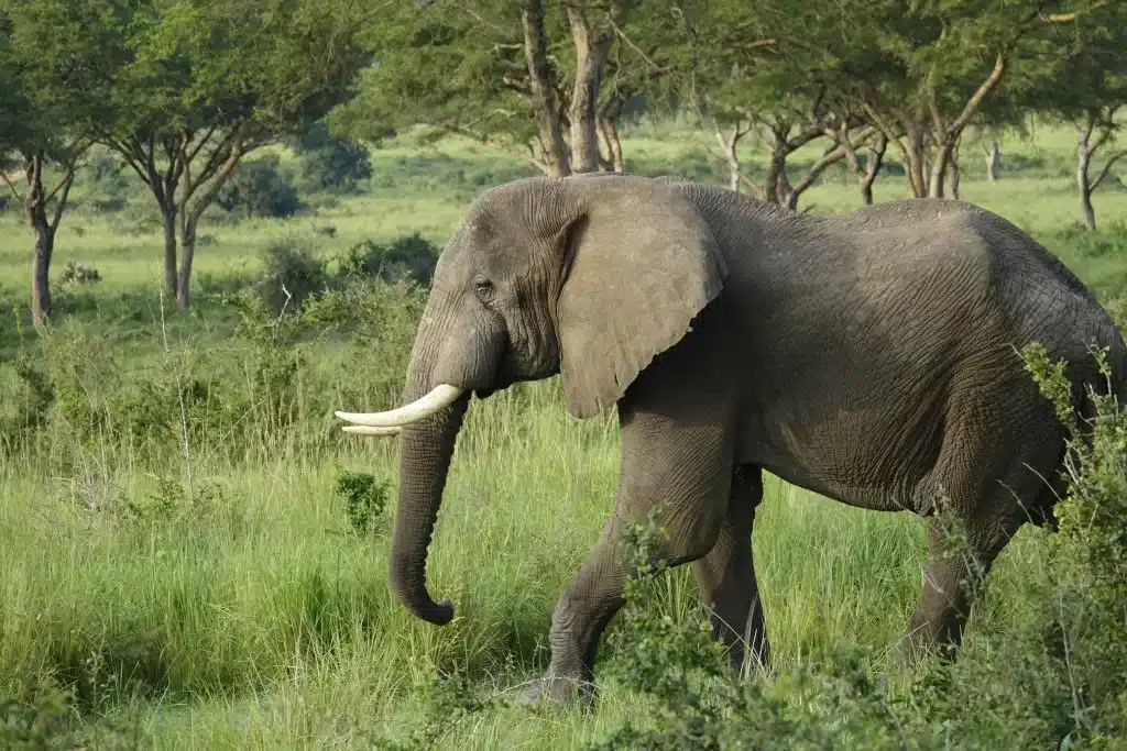 wandelende-olifant-Oeganda