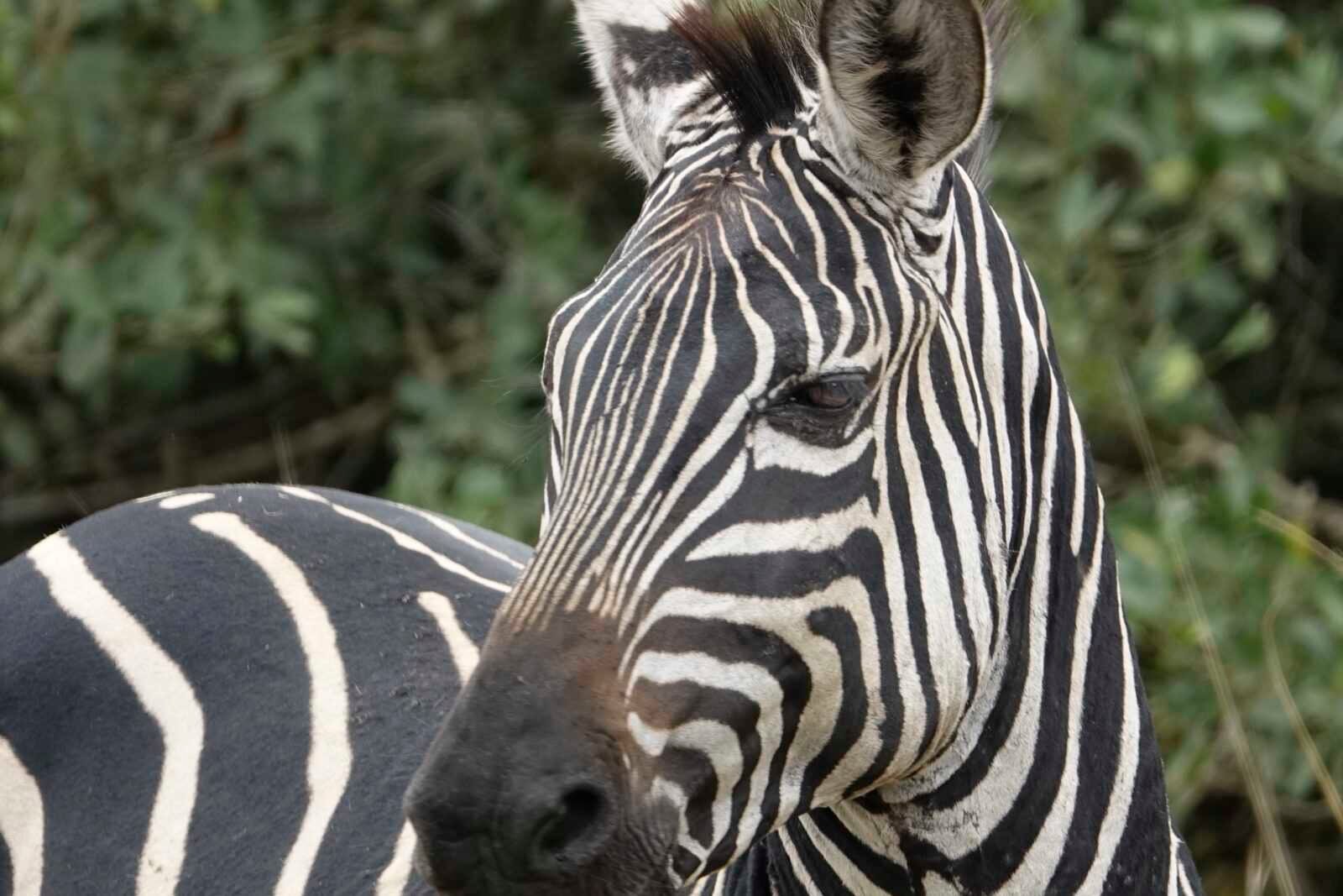 zebra-oeganda