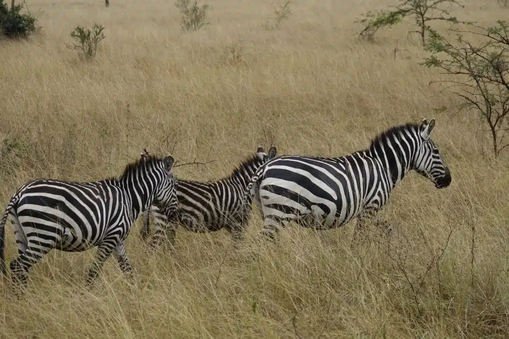 zebras-ouders-met-jong