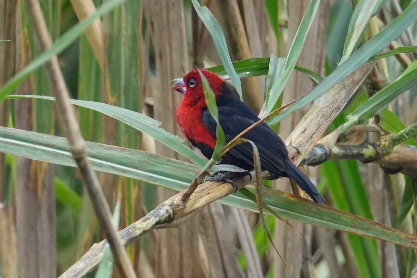 zijaanzicht-rood-zwarte-vogel