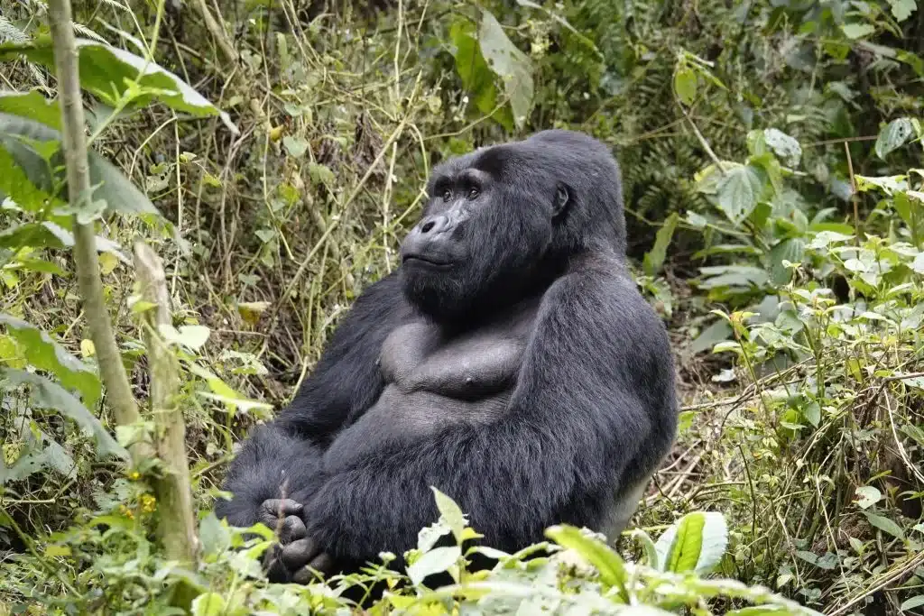zittende-gorilla