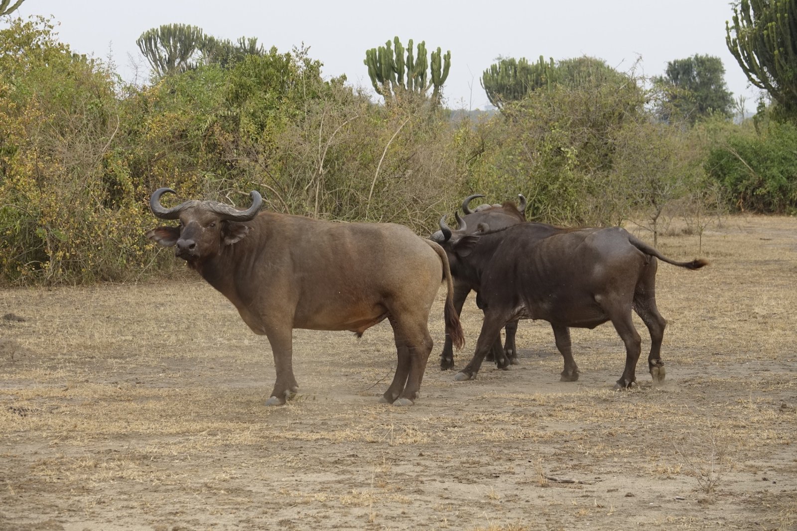 afrikaans-buffel-queen-elizabeth-nationaal-park